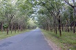 Đề nghị mở rộng 100.000 ha cao su ở vùng Tây Bắc